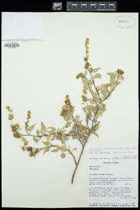 Ambrosia deltoidea image