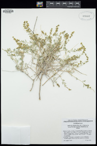 Ambrosia salsola image