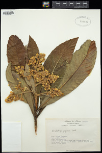 Eriobotrya japonica image