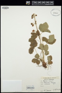 Fragaria vesca image