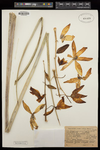 Hesperoyucca whipplei image