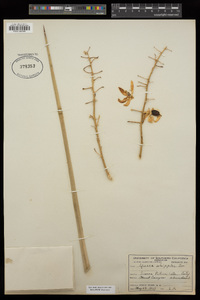 Hesperoyucca whipplei image