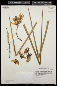 Hesperoyucca whipplei image