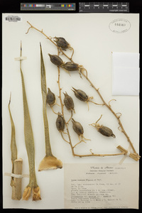 Image of Yucca rostrata