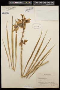 Yucca arkansana image