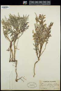 Ambrosia tomentosa image