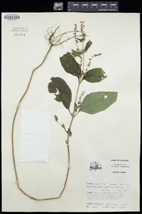 Ambrosia trifida image