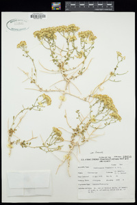 Amphipappus fremontii var. fremontii image