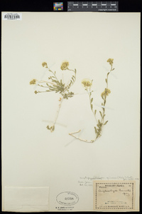 Amphipappus fremontii var. spinosus image