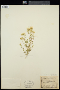 Amphipappus fremontii var. spinosus image