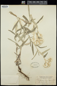 Anaphalis margaritacea image