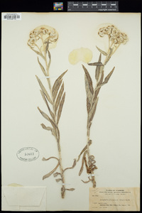 Anaphalis subalpina image