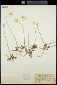 Antennaria canadensis image