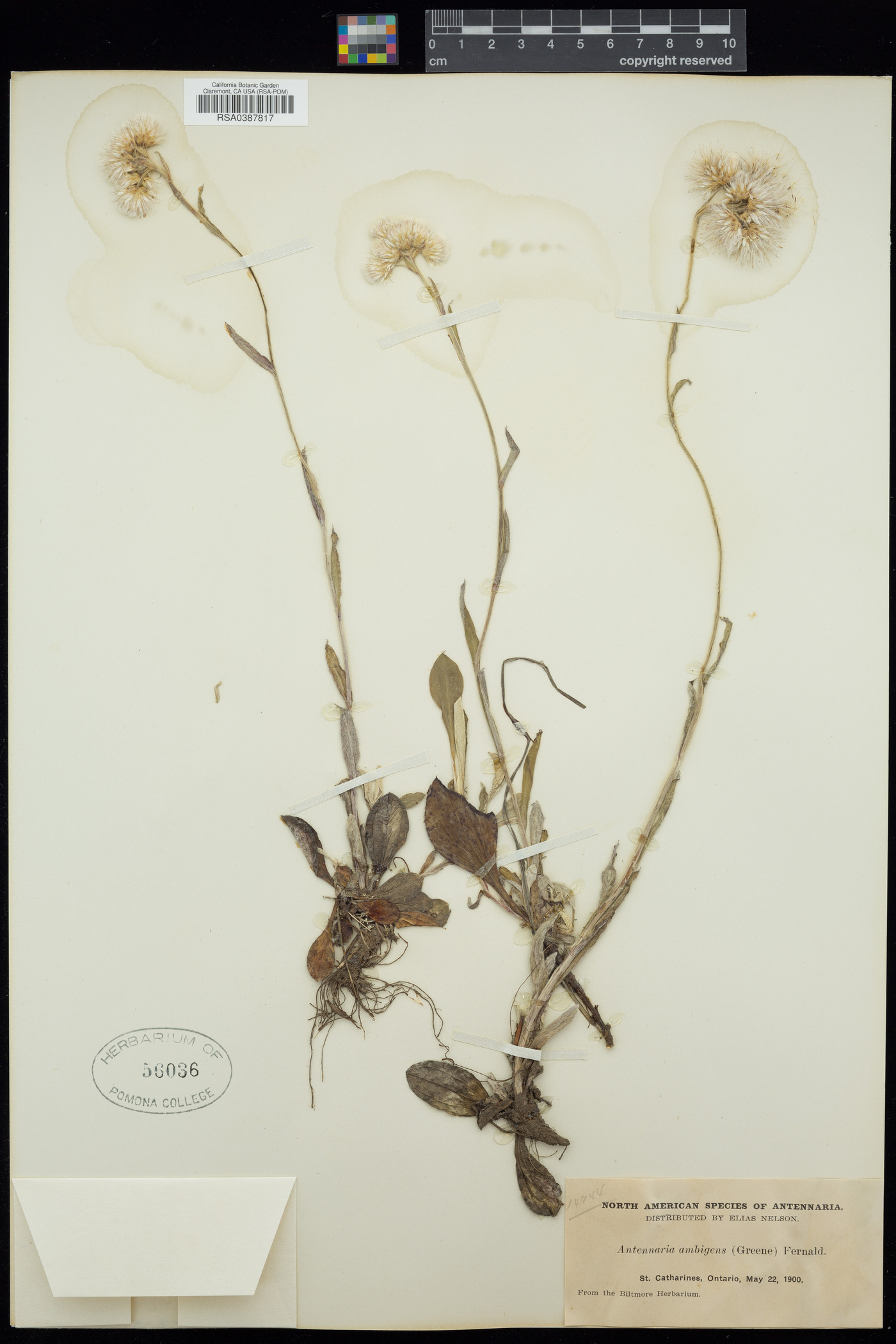 Antennaria ambigens image