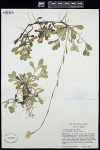 Antennaria neglecta var. howellii image