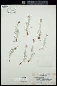 Antennaria microcephala image