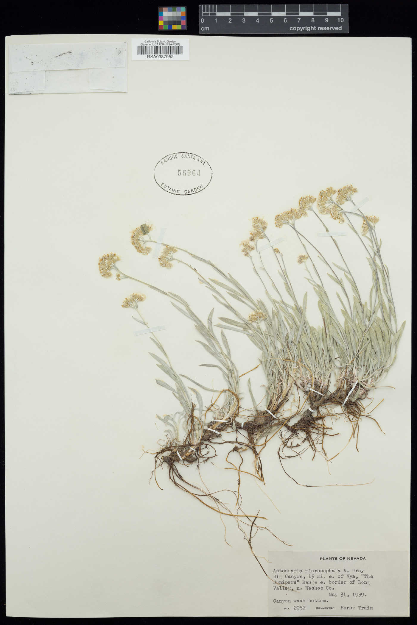 Antennaria microcephala image