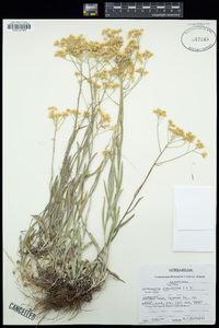 Antennaria luzuloides image