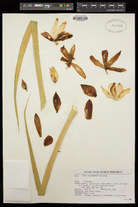 Yucca harrimaniae image