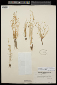 Juncus bufonius image