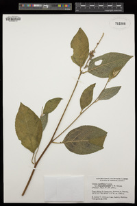 Croton ramillatus image