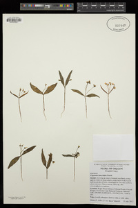 Claytonia lanceolata image