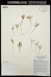 Claytonia serpenticola image