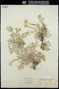 Antennaria parvifolia image