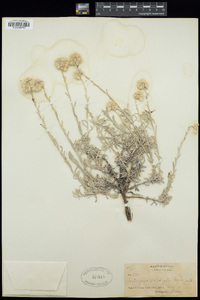 Antennaria polyphylla image