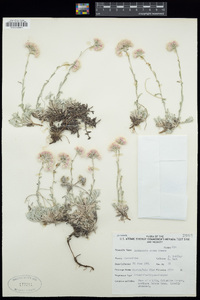 Antennaria rosea image