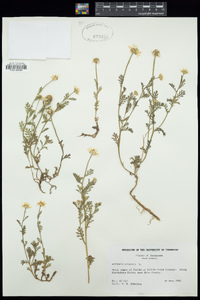 Anthemis arvensis image