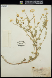 Anthemis cotula image