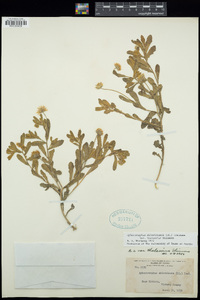 Aphanostephus skirrhobasis var. thalassius image