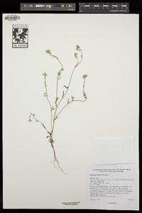 Cryptantha gracilis image