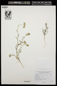 Cryptantha nevadensis image