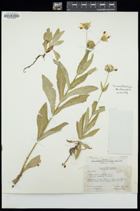 Arnica amplexifolia subsp. genuina image