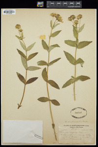 Arnica lanceolata subsp. prima image