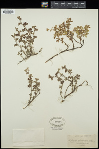 Lachemilla sibbaldiifolia image