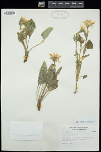 Arnica cordifolia image