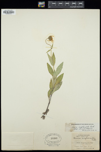 Arnica amplexifolia subsp. genuina image