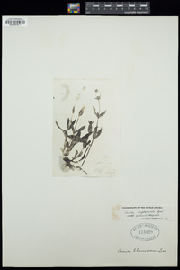 Arnica amplexifolia subsp. genuina image