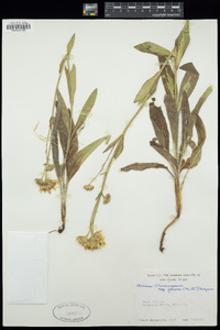 Arnica chamissonis image