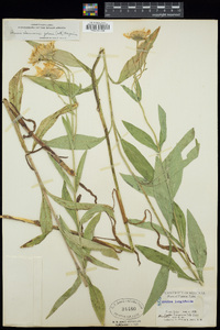 Arnica chamissonis subsp. foliosa image