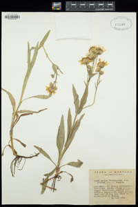 Arnica chamissonis subsp. foliosa image