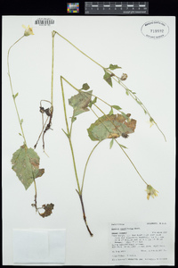 Arnica cordifolia image