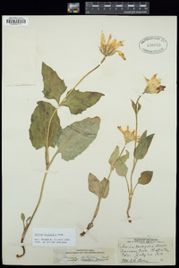 Arnica cordifolia image