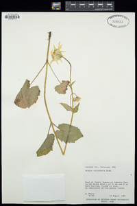 Arnica cordifolia image