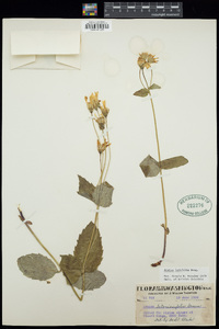 Arnica latifolia image