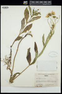 Arnica longifolia image