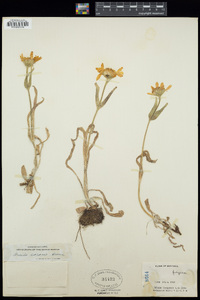 Arnica sororia image